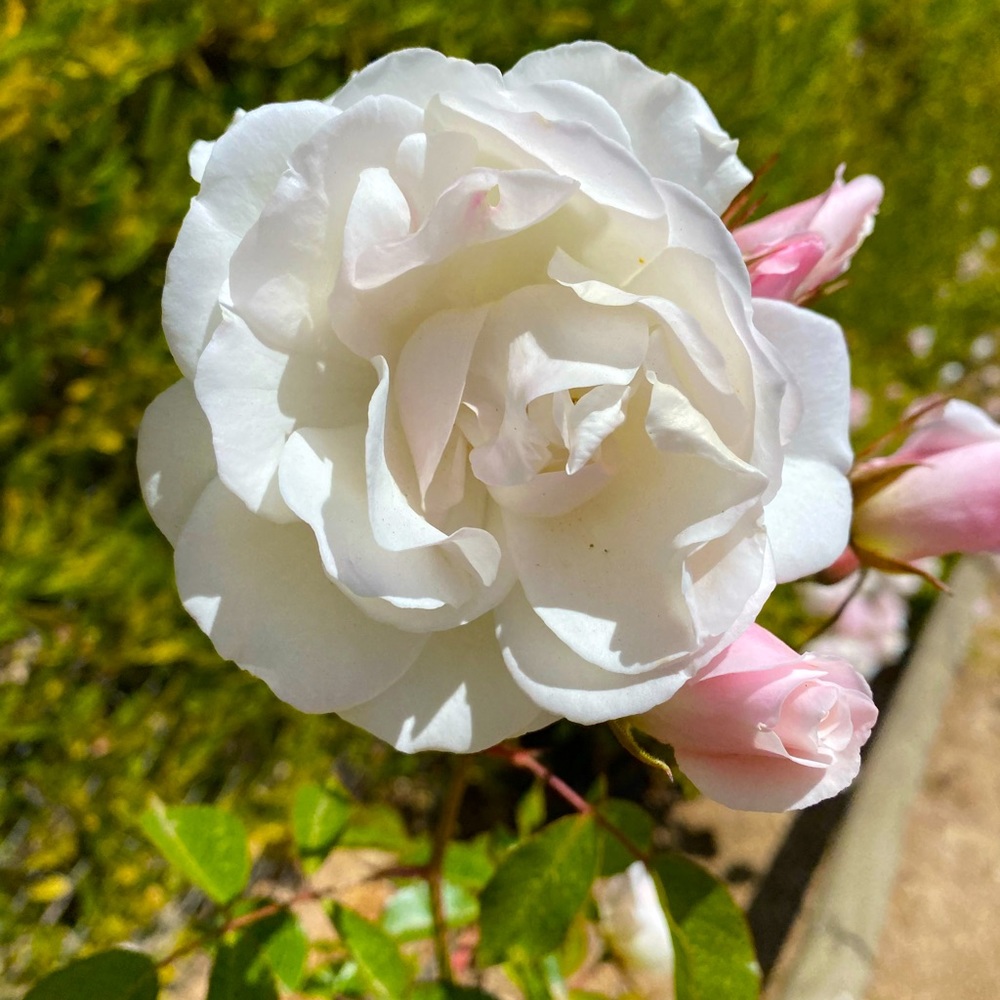 Meet your Posher, Mary